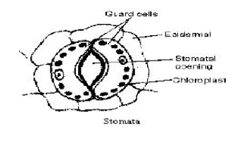 explain symbiotic relationship in rhizobium and leguminous plants class 7